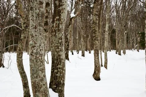 Hornbeam trunks Stock Photos