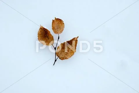 Hornbeam twig Stock Photos