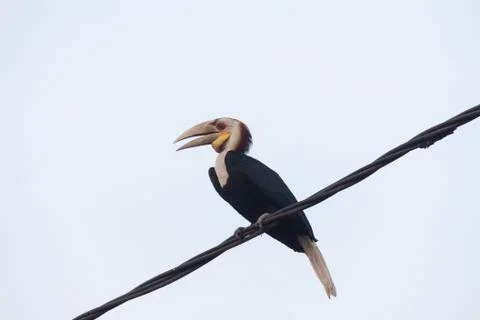 HORNBIL Stock Photos