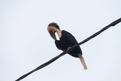 HORNBIL Stock Photos