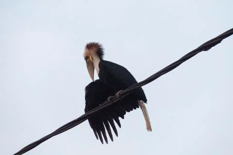 HORNBIL Stock Photos