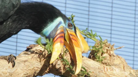 Hornbill bird Stock-Footage 39098550