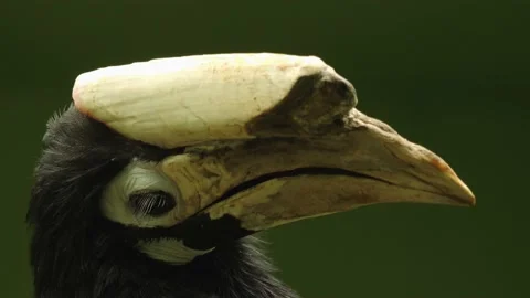 A hornbill bird Stock Footage 238987708
