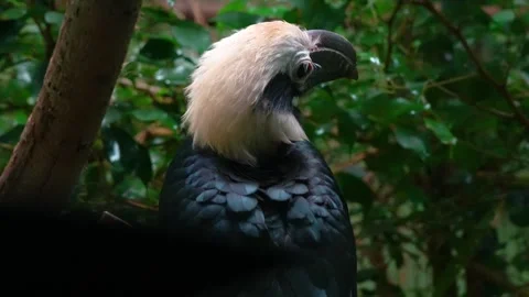  A hornbill bird Stock Footage 263897695
