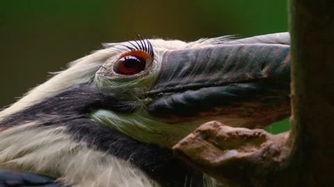 A hornbill bird head Stock Footage 246423932