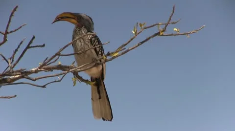 Hornbill on branch Stock Footage 12132961