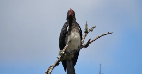 Hornbill Stock Footage 60382167