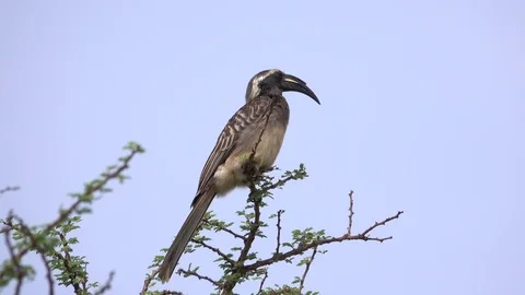 Hornbill Stock Footage 84496764