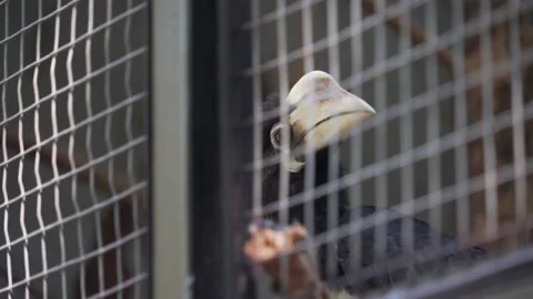 Hornbill Stock Footage 209441814