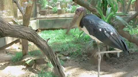 The hornbill 動画素材 254453127