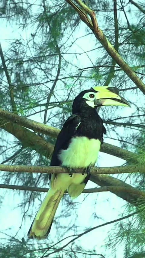 The hornbill Stock Footage 316458440