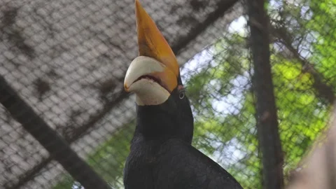 A hornbill 스톡 동영상 318630006