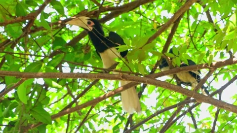 The hornbill has a large beak and a yellow lower neck Stock Footage 260730086
