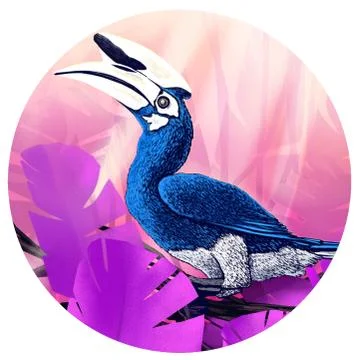 Hornbill Stock Illustration
