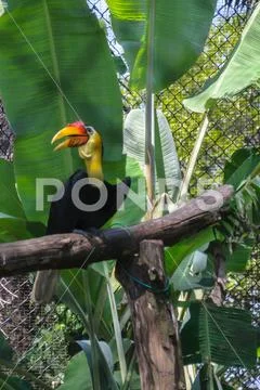Hornbill On Man Made Perch Stock Photos