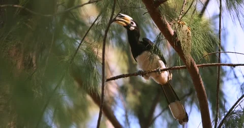 Hornbill perched on tree branch in dense forest foliage. Video stock 303817155