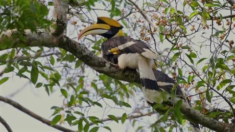 Hornbill perched on tree branch surrounded by green leaves Great Video stock 303825413
