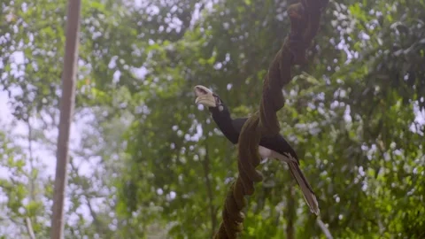 Hornbill perches on a thick rope Stock Footage 331445011