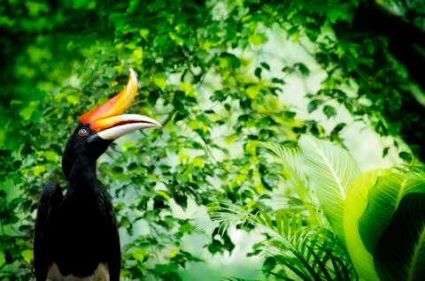 Hornbill Stock Photos