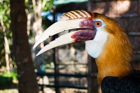 Hornbill Foto stock