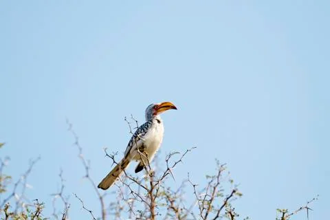 Hornbill Stock Photos