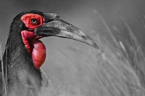 Hornbill Stock Photos