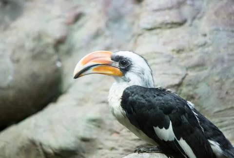 Hornbill Stock Photos