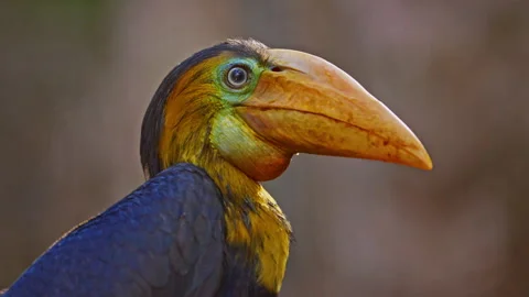 Hornbill sitting on the tree branch. Closeup Stock Footage 307778152