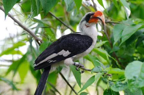 Hornbill sitting in tree Stock Photos