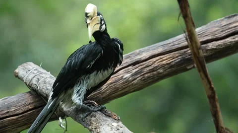Hornbill on tree branch. Stock Footage 49764267
