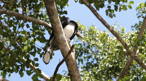 Hornbill on a tree HD Stock Footage 58844648