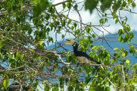 A hornbill on a tree Stock Photos