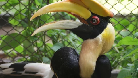 Hornbills bird Stock Footage 79505427