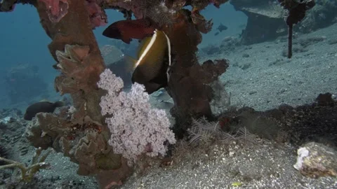 Horned Bannerfish Stock Footage 241761989