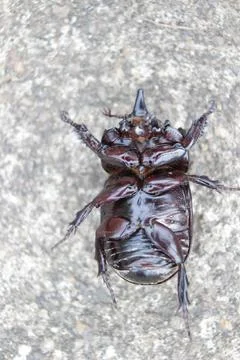 Horned beetle Foto stock