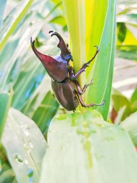 Horned beetle 写真素材