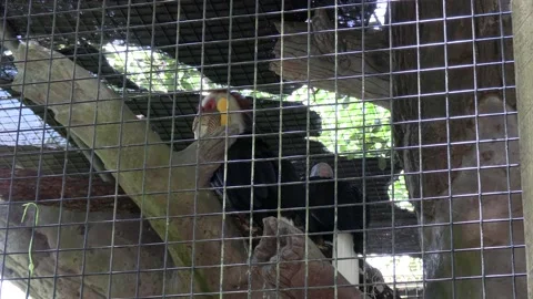 Horned bill Stock Footage 157291126