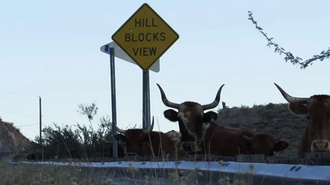 Horned Cows and Hill Blocks View Sign near Kingman northern Arizona USA         Video stock 80905809