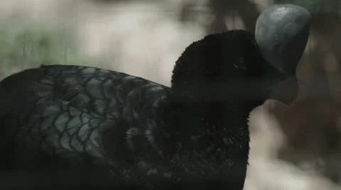 Horned curassow calling Stock Footage 25601164