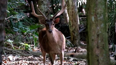 A horned deer among the trees and dry leaves Stock Footage 241653936