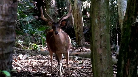 A horned deer among the trees and dry leaves Stock Footage 241654004