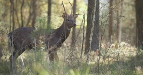 Horned deer eats in the forest and looks into the frame Stock Footage 172225172