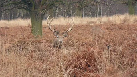 A horned deer in the grove. Stock Footage 88071744
