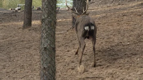 Horned Deer running among trees on sandy shore slow motion. Young true deer Stock Footage 290238343