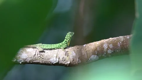 Horned Flying lizard Strange shape animal The beautiful color Vidéo 254112009