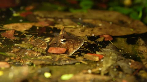 Horned Frog (Ceratophrys Cornuta) Mating and Egg-Laying – Explosive Breeding Stock Footage 313496508