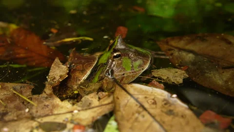 Horned Frog (Ceratophrys Cornuta) Mating and Egg-Laying – Explosive Breeding Stock Footage 313496523