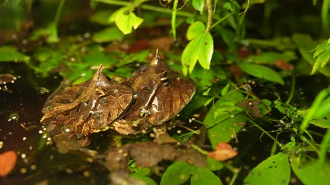 Horned Frog (Ceratophrys Cornuta) Mating and Egg-Laying – Explosive Breeding Stock Footage 313496530