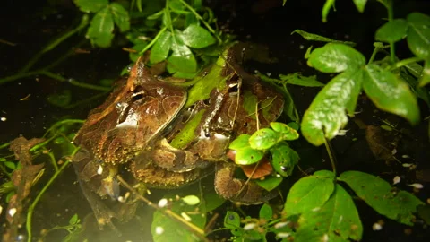 Horned Frog (Ceratophrys Cornuta) Mating and Egg-Laying – Explosive Breeding Stock Footage 313496590