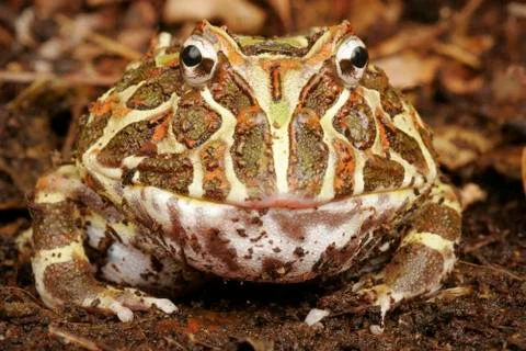 Horned Frog Stock Photos